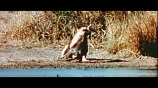 Strange Wilderness Movie Trailer