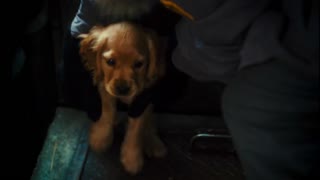Cats & Dogs: The Revenge of Kitty Galore Movie Trailer