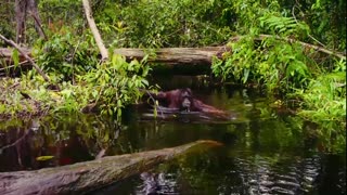 Born to Be Wild Movie Trailer