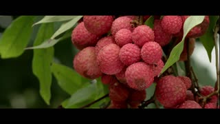 The Fruit Hunters Movie Trailer