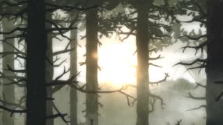 Feral Movie Trailer
